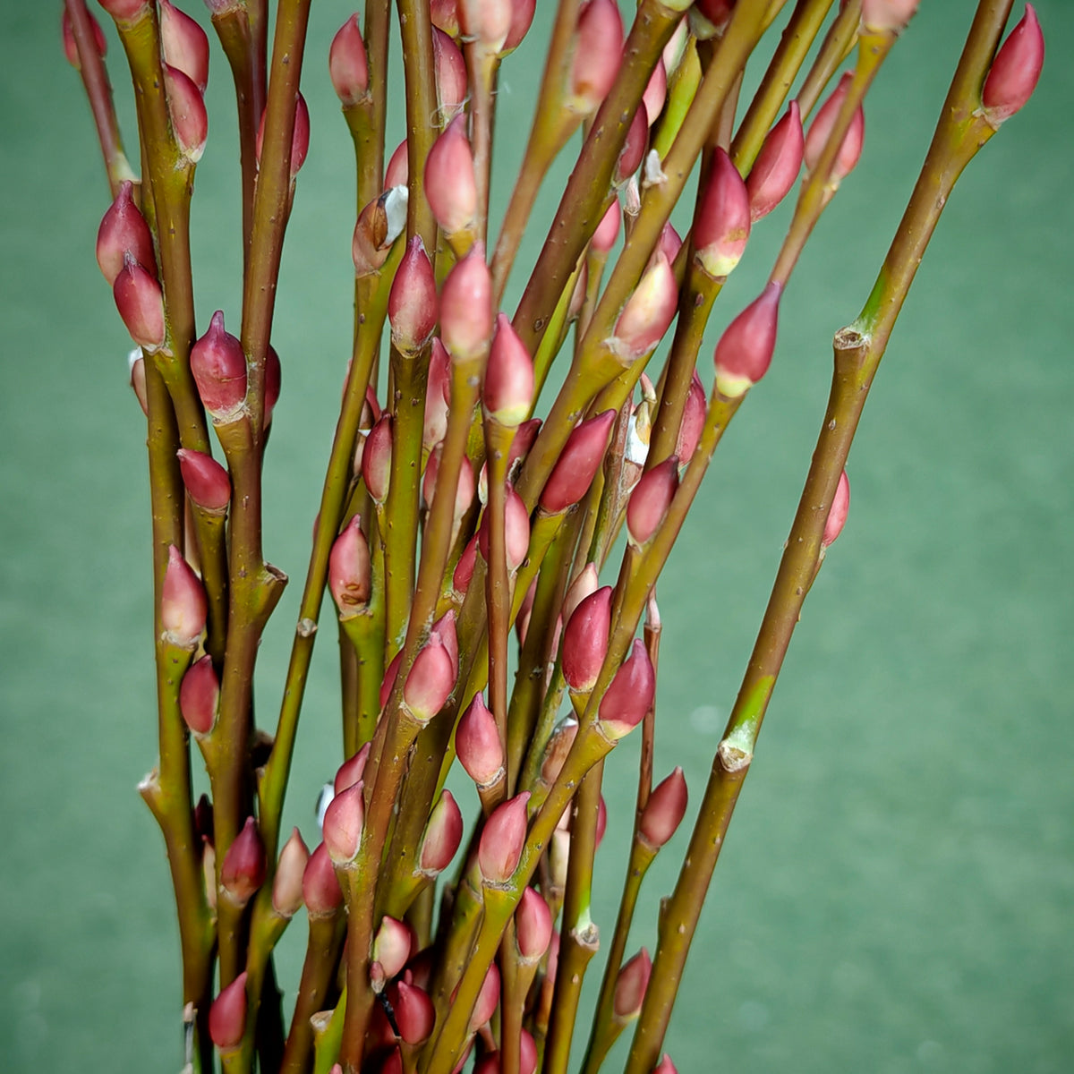 分枝银柳（土种） Pussy Willow Spray Plant
