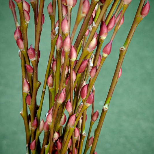 分枝银柳（土种） Pussy Willow Spray Plant