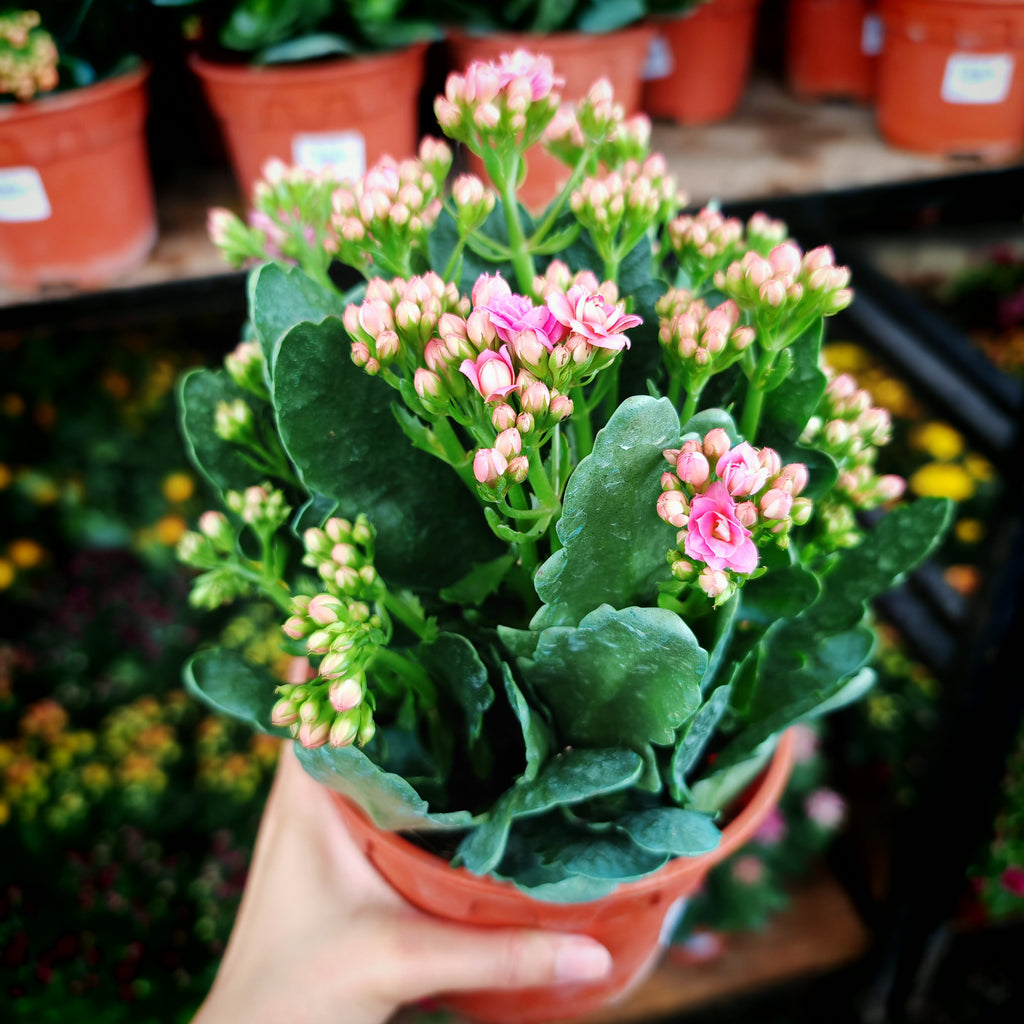 Kalanchoe 万紫千红