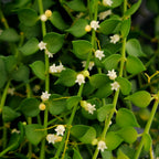 Dischidia Million Heart
