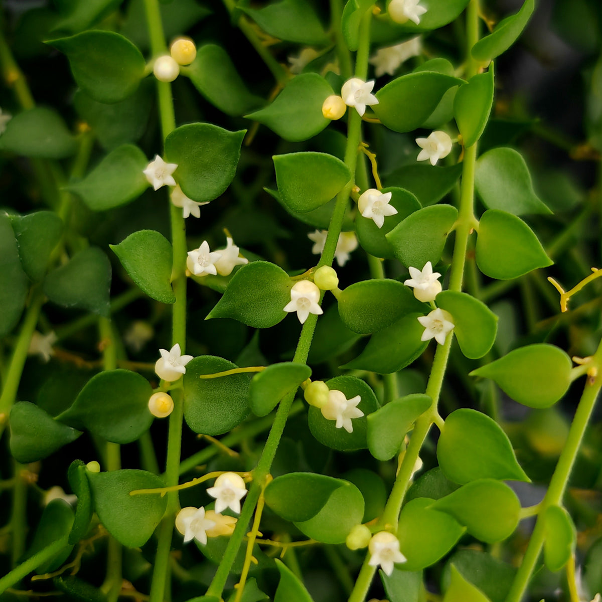 Dischidia Million Heart