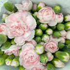 Carnation Spray (18-20 Stems)