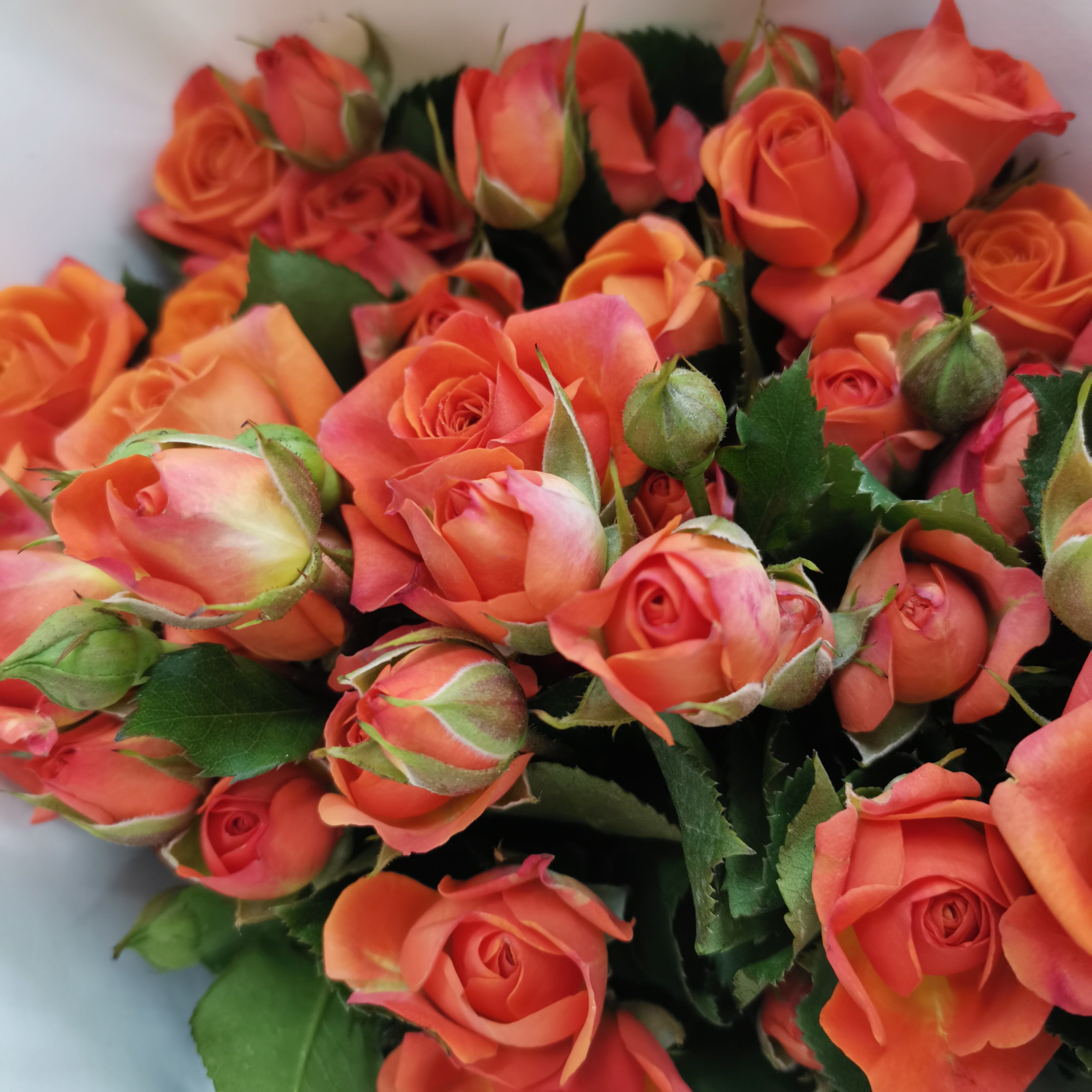 Rose Spray Orange Barbie (8-10 Stems) - Pudu Ria Florist Southern