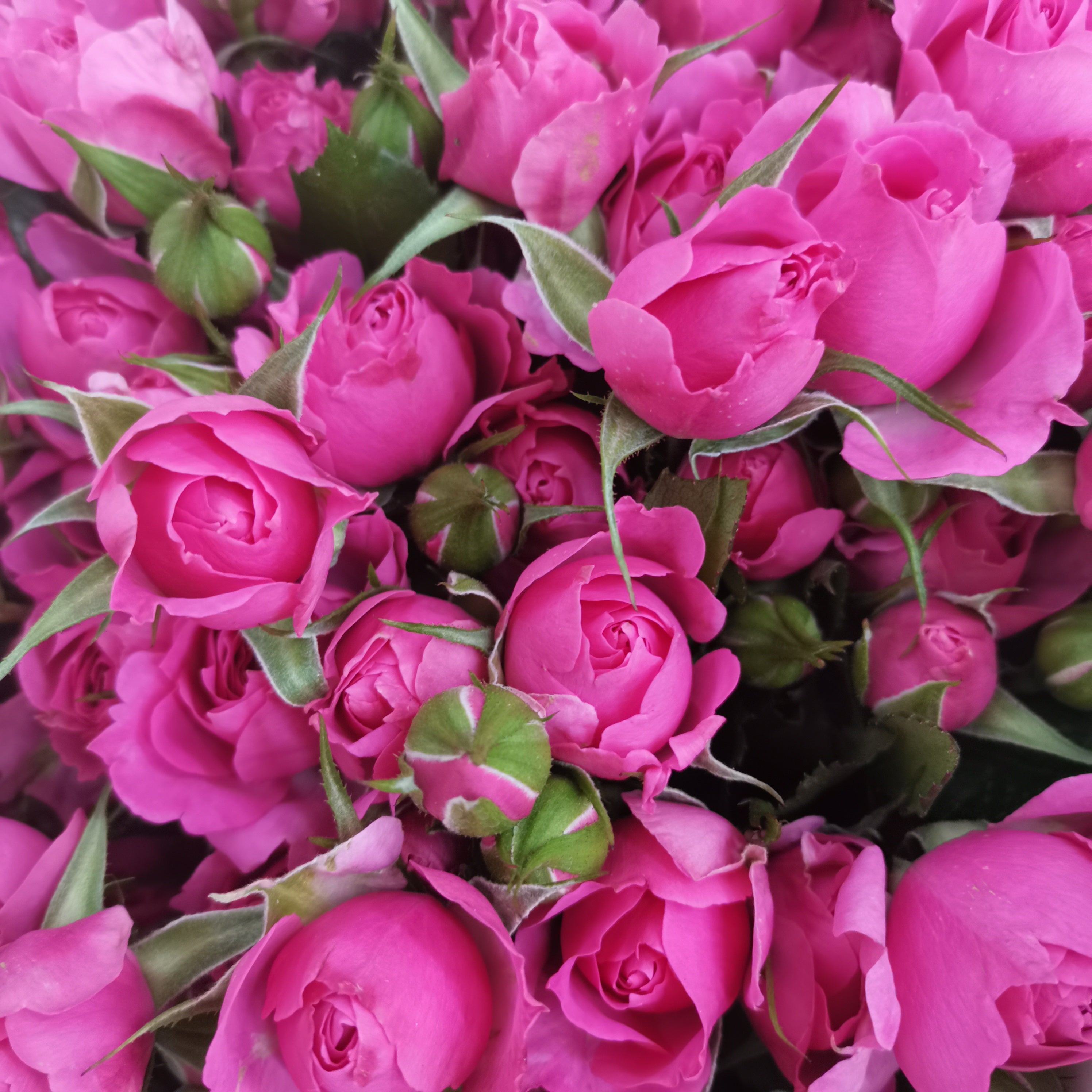 Rose Spray Hot Pink (8-10 Stems) - Pudu Ria Florist Southern