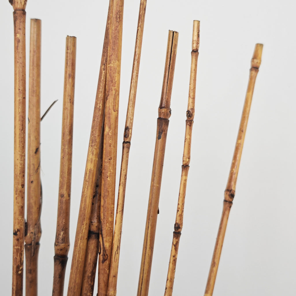 Brown Bamboo