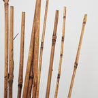 Brown Bamboo