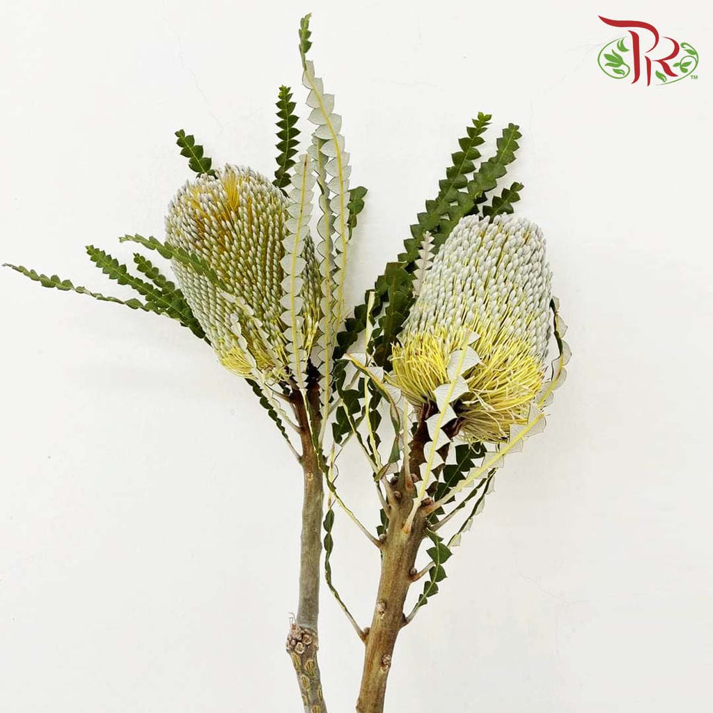 Banksia Yellow/White 佛塔树 - (2 Stems)