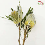 Banksia Yellow/White 佛塔树 - (2 Stems)