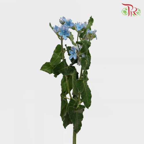 Oxypetalum Blue - (Per Bunch) - Pudu Ria Florist Southern