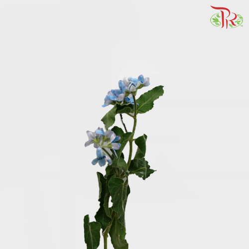 Oxypetalum Blue - (Per Bunch) - Pudu Ria Florist Southern