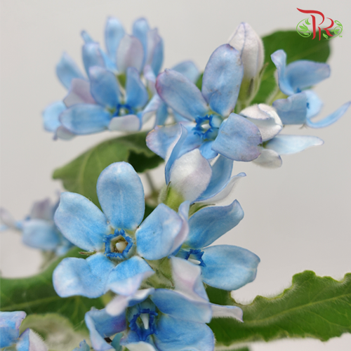 Oxypetalum Blue - (Per Bunch) - Pudu Ria Florist Southern