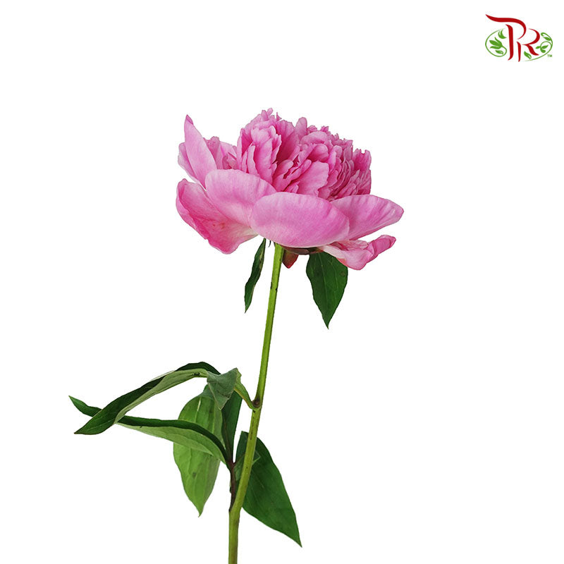 Peony Pink (5 stems) - Pudu Ria Florist Southern