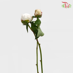 Peony White - (2 Stems)