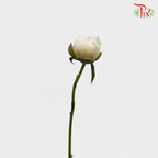 Peony White - (2 Stems)