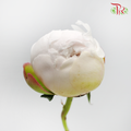 Peony White - (2 Stems)