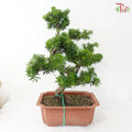 Podocarpus 菊花罗汉松 D45CM (L)