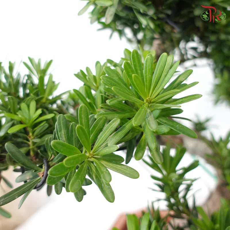 Podocarpus 菊花罗汉松 D45CM (L)