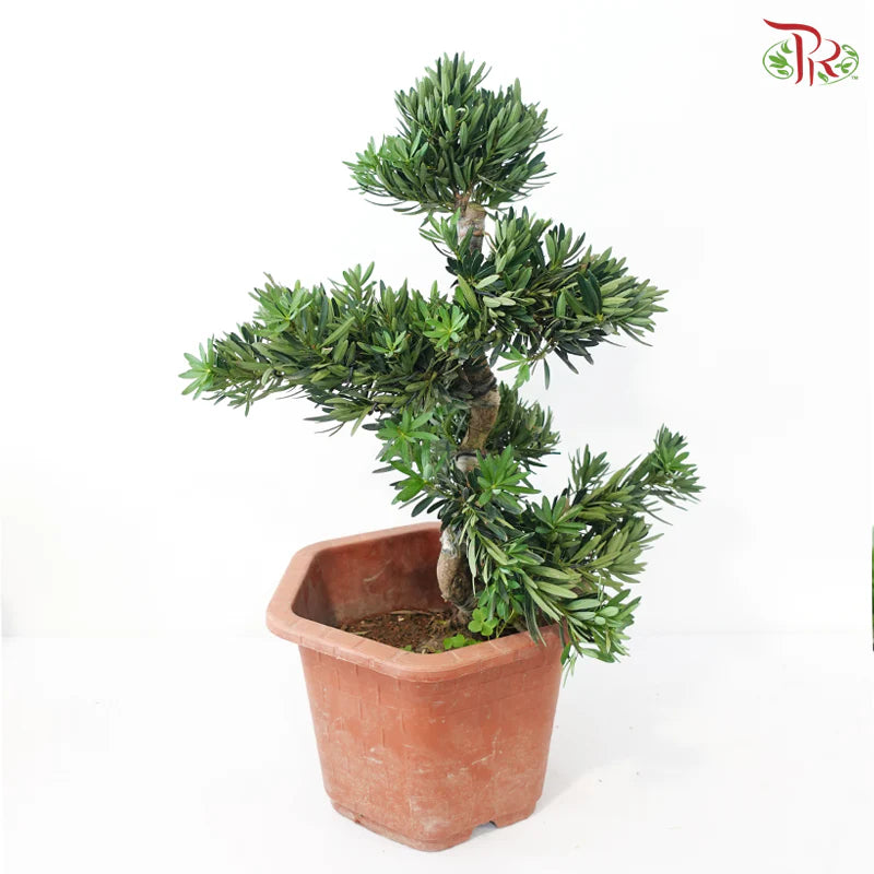 PODOCARPUS 菊花罗汉松 HEX POT (M)