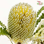 Banksia Yellow/White 佛塔树 - (2 Stems)