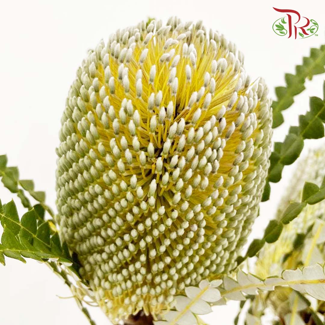 Banksia Yellow/White 佛塔树 - (2 Stems)