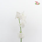 Sweet Pea White 香豌豆 - (5 Stems)