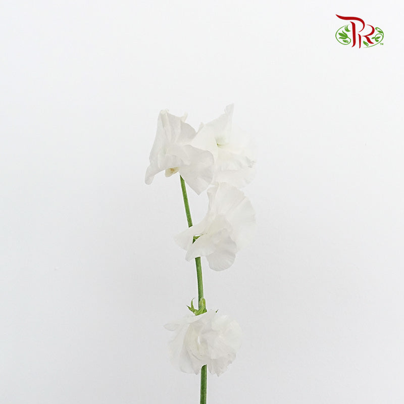 Sweet Pea White 香豌豆 - (5 Stems)