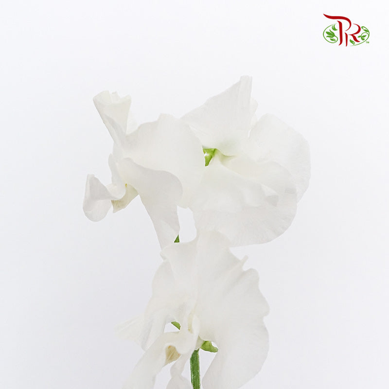 Sweet Pea White 香豌豆 - (5 Stems)