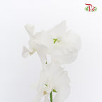 Sweet Pea White 香豌豆 - (5 Stems)