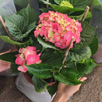 9' Hydrangea Plant Small 绣球花(大盆)