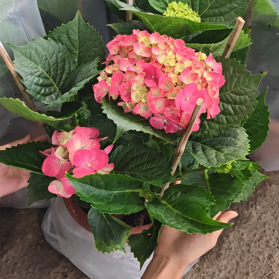9' Hydrangea Plant Small 绣球花(大盆)