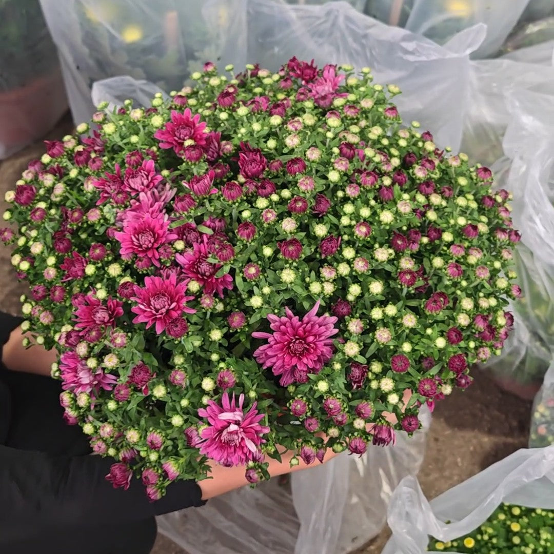 Chrysanthemum Gypsophilla 菊花满天星