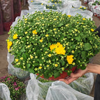 Chrysanthemum Gypsophilla Big 菊花满天星 2025