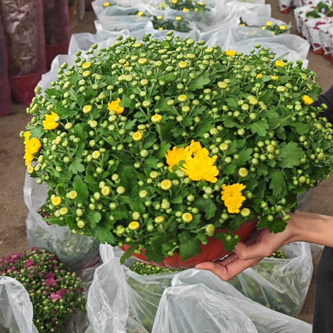 Chrysanthemum Gypsophilla 菊花满天星