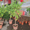 Lemon Tree (XL) 2-2.5M