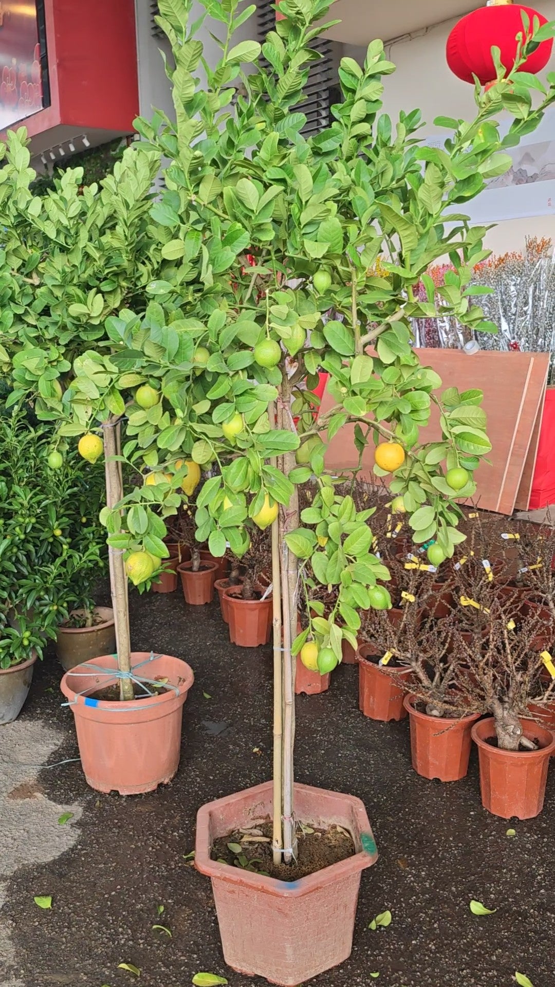 Lemon Tree (XL) 2-2.5M