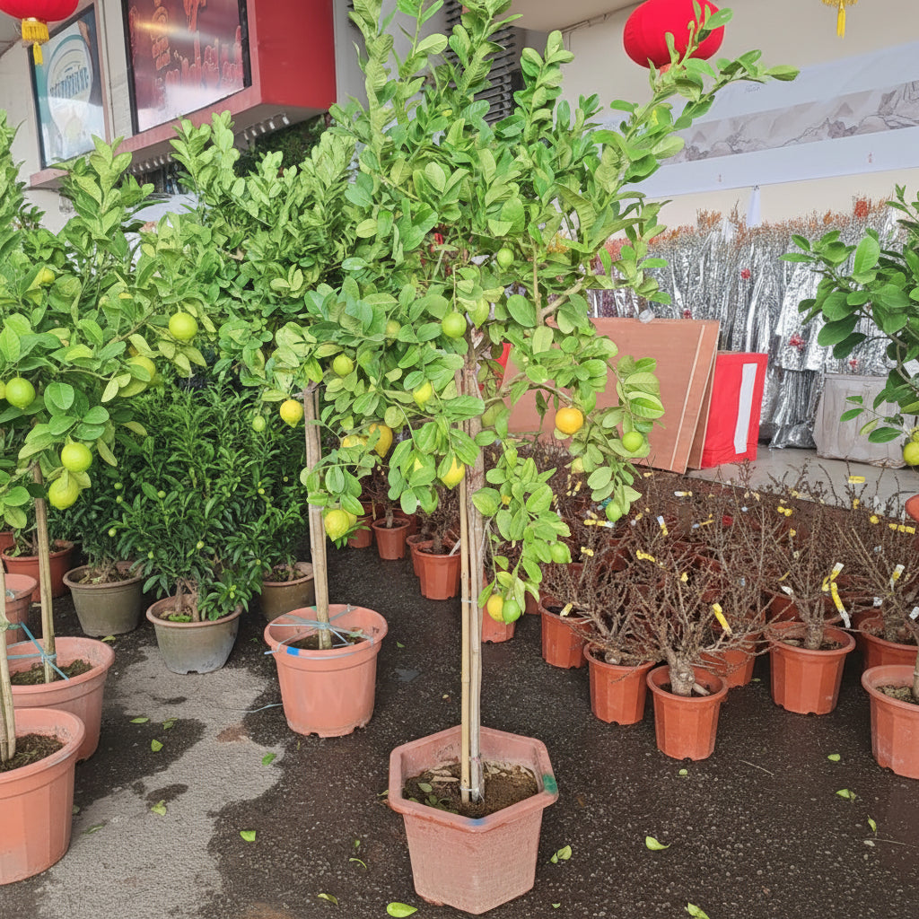 Lemon Tree (XL) 2-2.5M