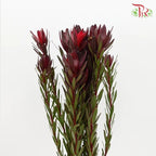 Leucadendron Red Multi - (Per Bunch) - Pudu Ria Florist Southern