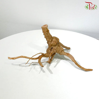 LITTLE TREE ROOT 小树根 1KG