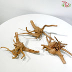 Little Tree Root 小树根 1kg