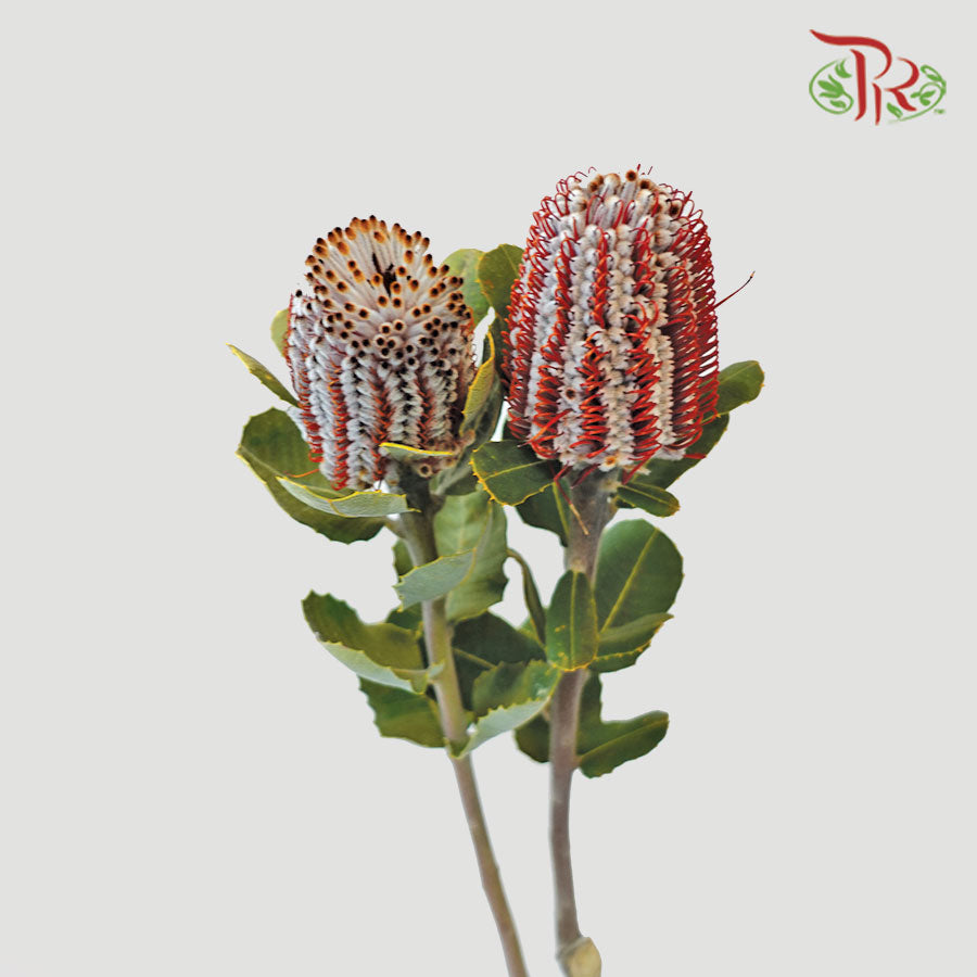 Banksia Red  / 2 Stems - Pudu Ria Florist Southern
