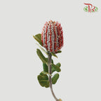 Banksia Red  / 2 Stems - Pudu Ria Florist Southern