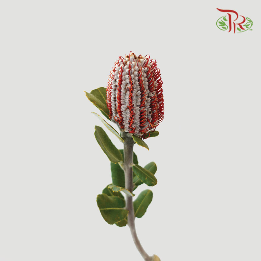 Banksia Red  / 2 Stems - Pudu Ria Florist Southern