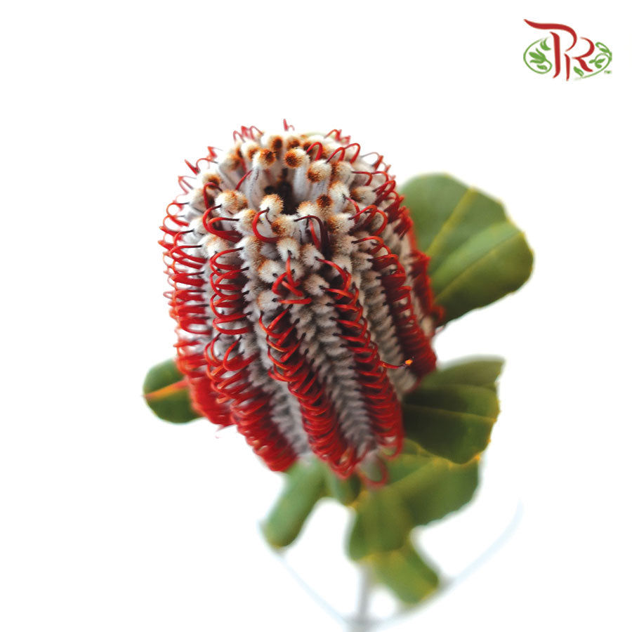Banksia Red  / 2 Stems - Pudu Ria Florist Southern