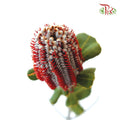 Banksia Red  / 2 Stems - Pudu Ria Florist Southern