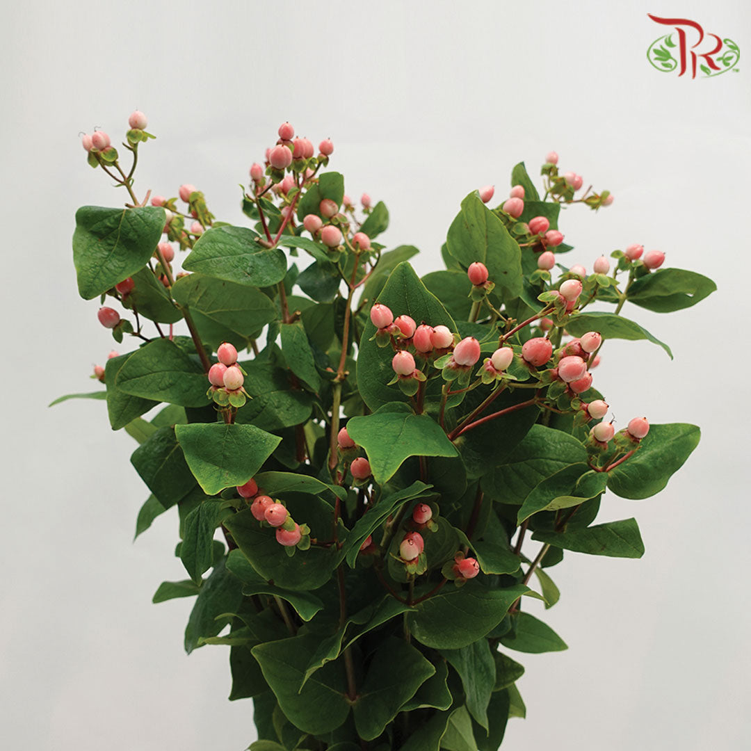 Berry Hypericum Pink - Pudu Ria Florist Southern