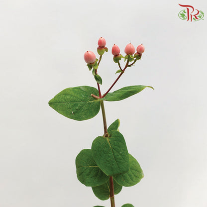 Berry Hypericum Pink - Pudu Ria Florist Southern