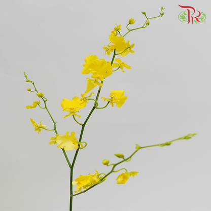 Dancing Lady Yellow Lips - Pudu Ria Florist Southern