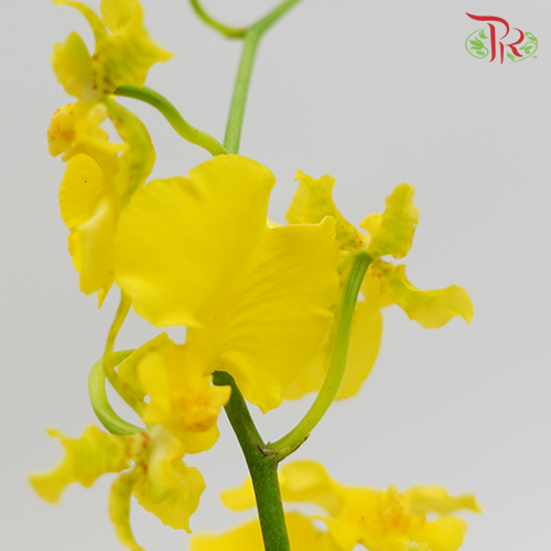 Dancing Lady Yellow - (Per Bundle)
