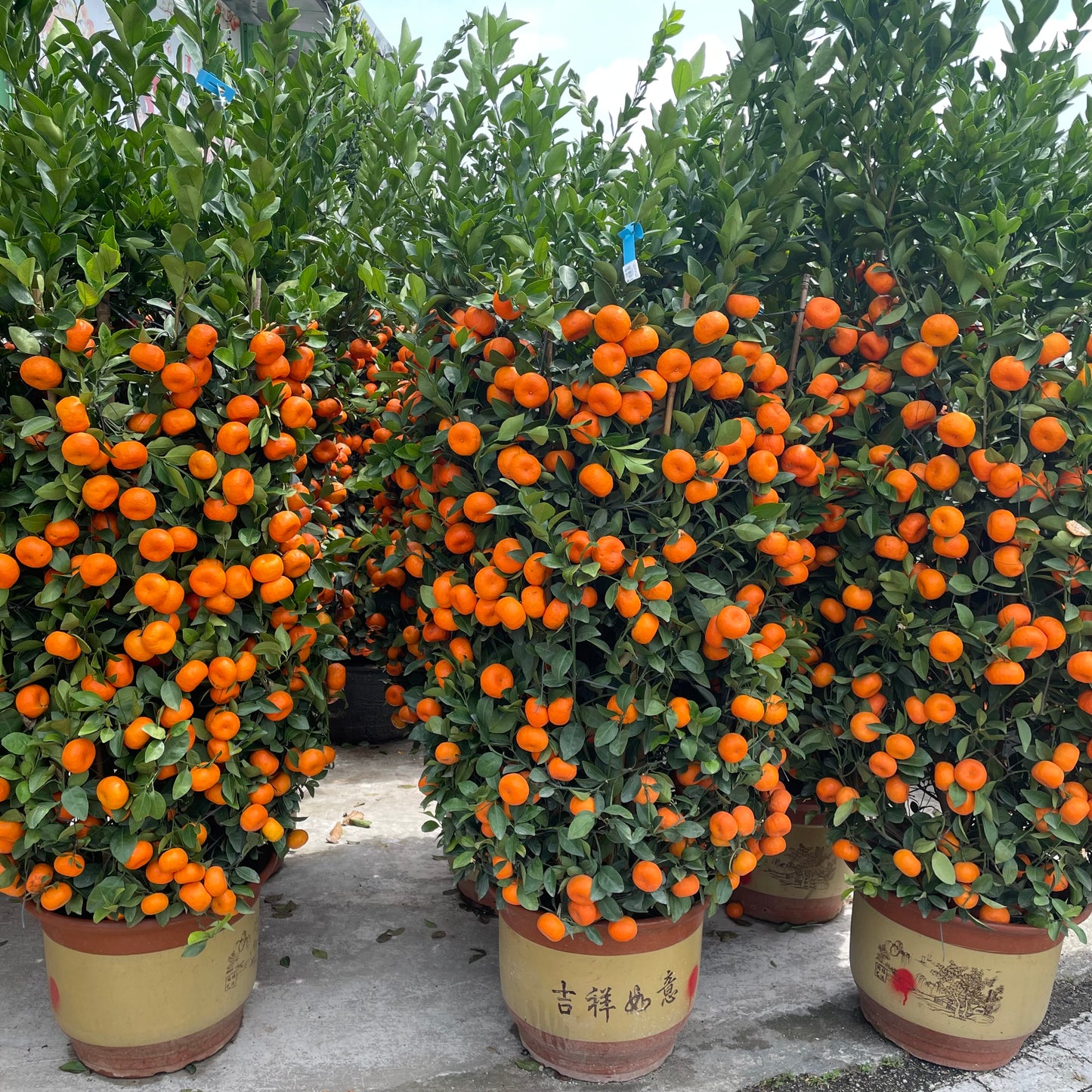 Orange Tree Zhu Sha 朱砂桔树 - 18 Inch Pot