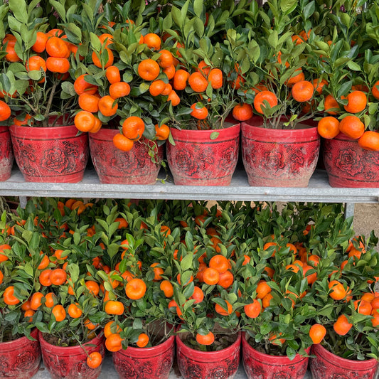 Orange Tree Zhu Sha 朱砂桔树 - 1.5FT  -  2 FT